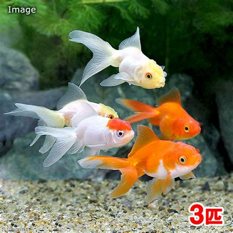 金色金魚|まるわかり！金魚の体色と模様18種＜金魚の教室5限目＞